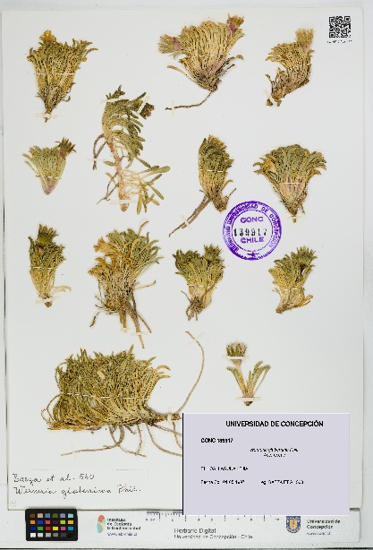 Werneria glaberrima [Espécimen: UDEC:CONC:0139917]