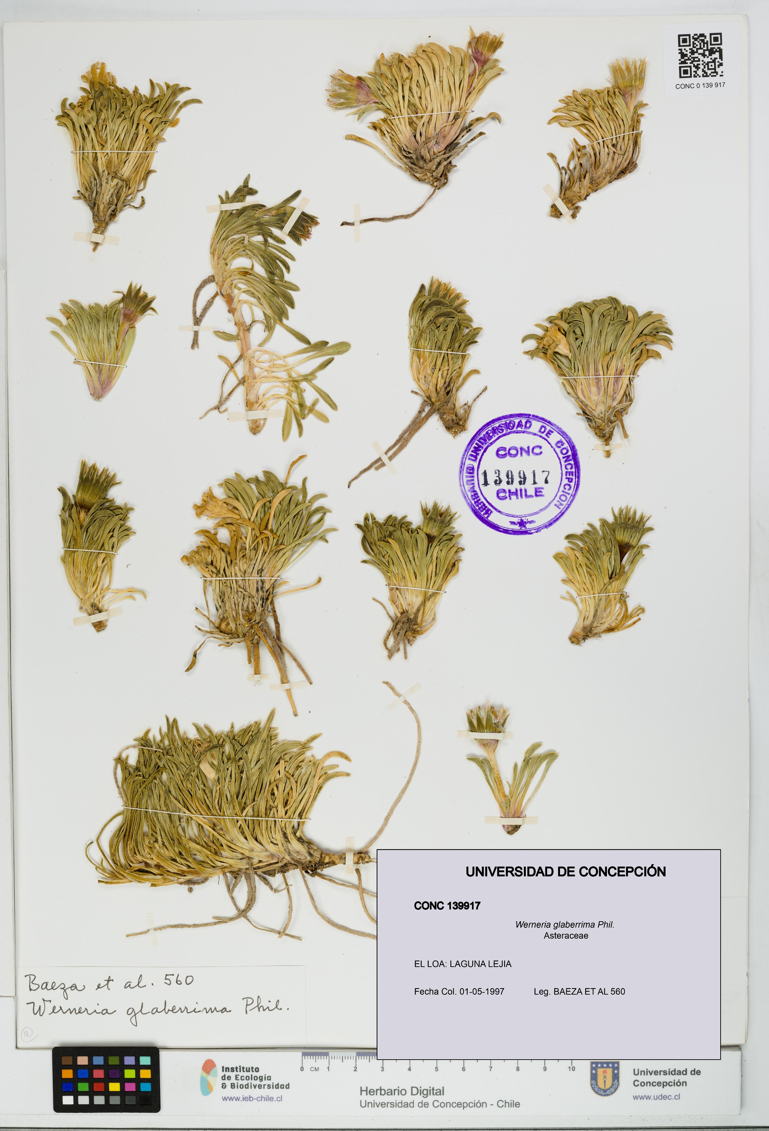 Werneria glaberrima [Espécimen: UDEC:CONC:0139917]