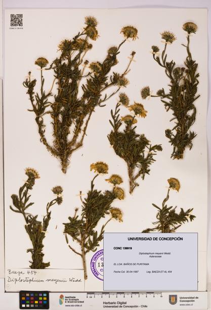 Diplostephium meyenii [Espécimen: UDEC:CONC:0139919]