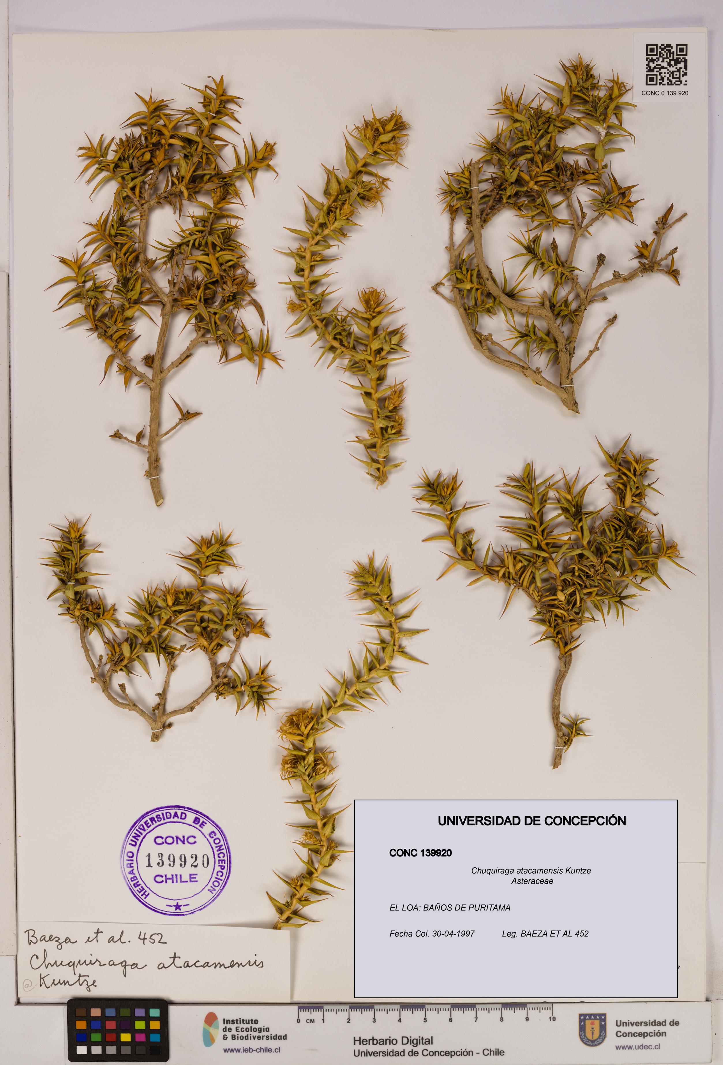 Chuquiraga atacamensis [Espécimen: UDEC:CONC:0139920]