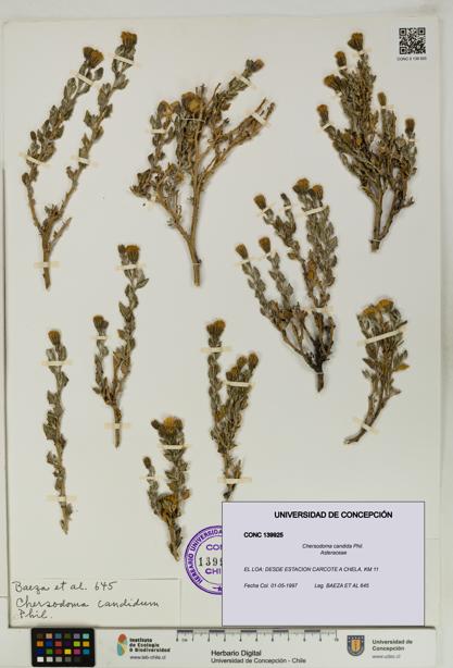 Chersodoma candida [Espécimen: UDEC:CONC:0139925]