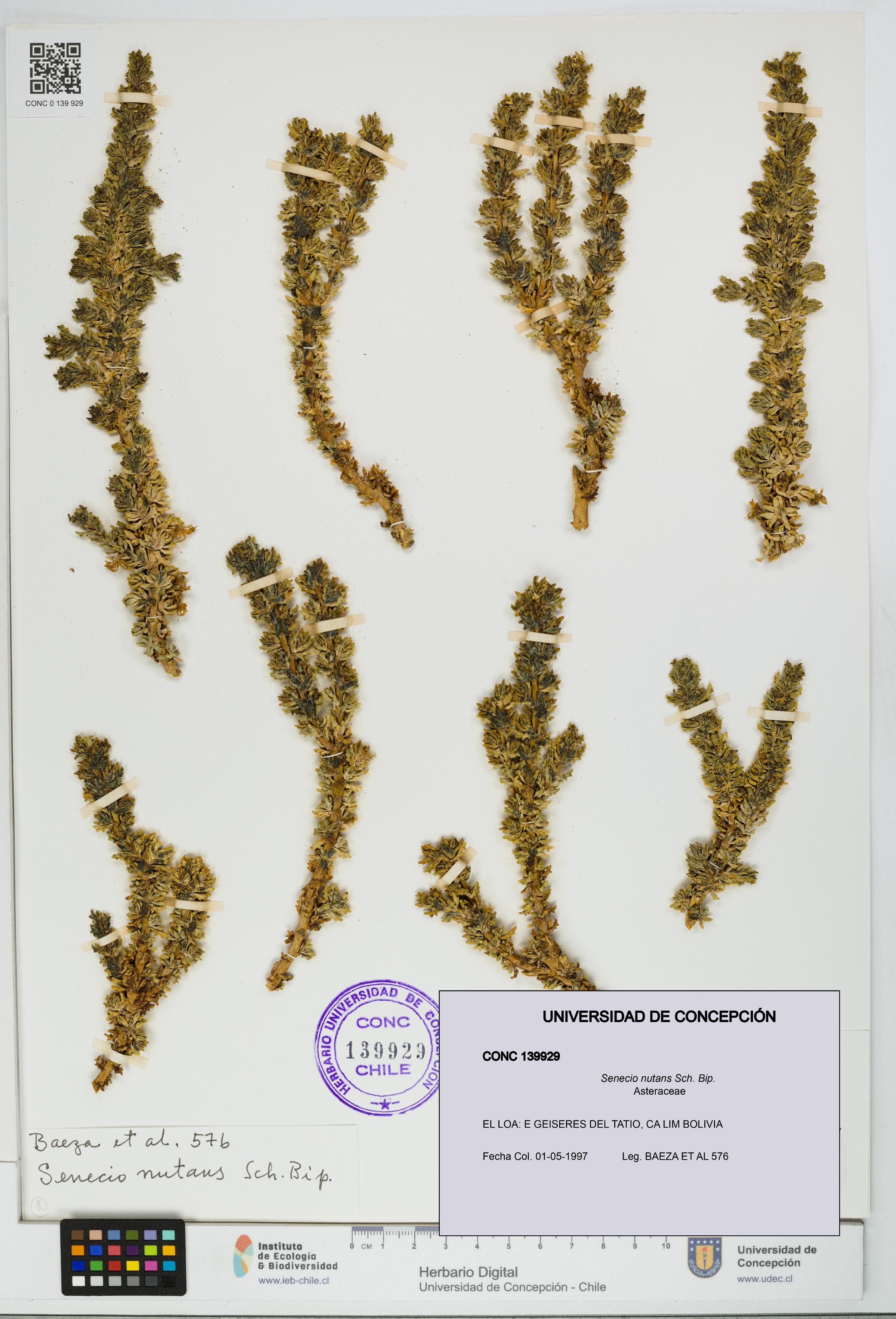 Senecio nutans [Espécimen: UDEC:CONC:0139929]