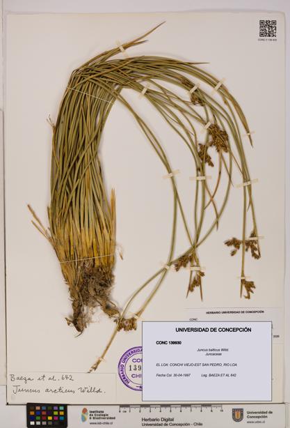 Juncus balticus [Espécimen: UDEC:CONC:0139930]