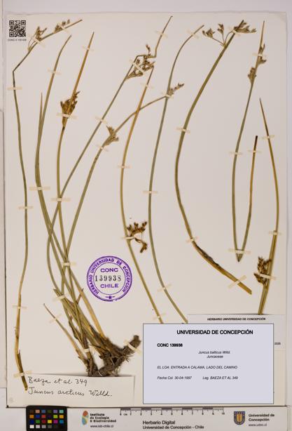 Juncus balticus [Espécimen: UDEC:CONC:0139938]