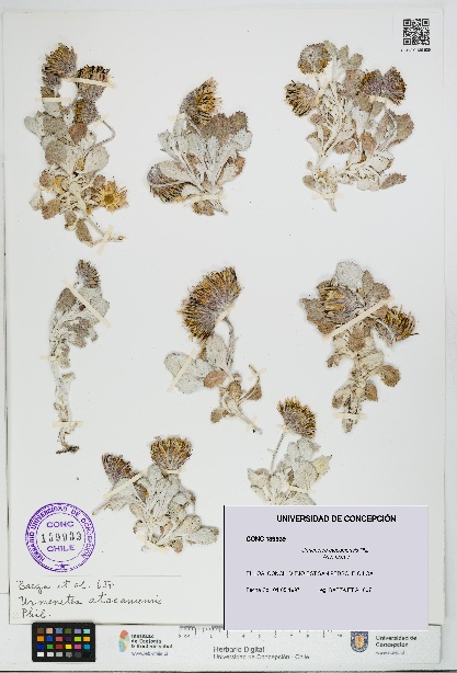 Urmenetea atacamensis [Espécimen: UDEC:CONC:0139939]