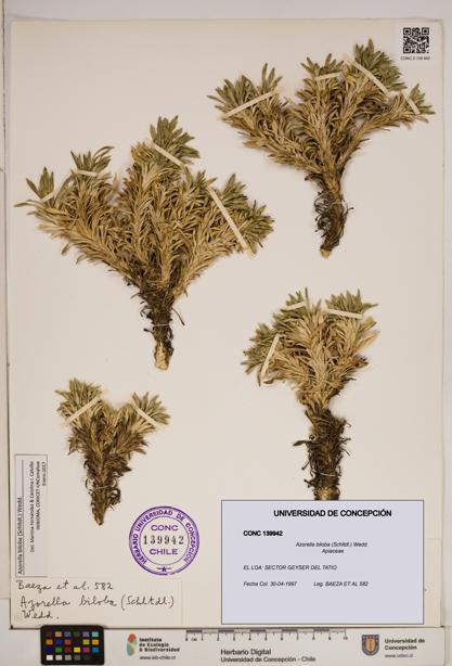 Azorella biloba [Espécimen: ]