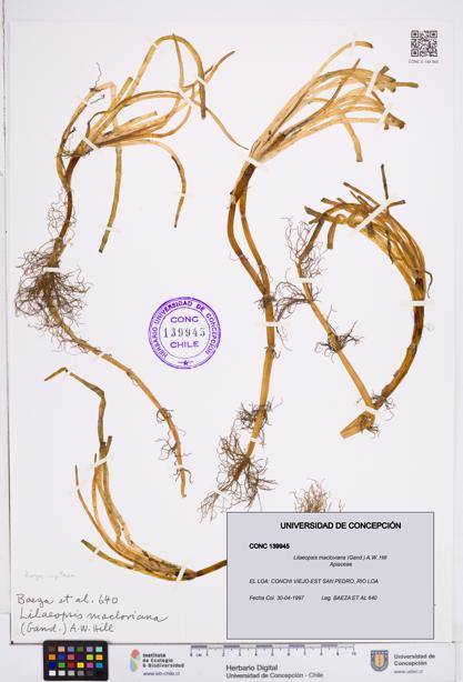 Lilaeopsis macloviana [Espécimen: ]