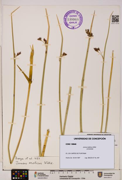 Juncus balticus [Espécimen: UDEC:CONC:0139948]