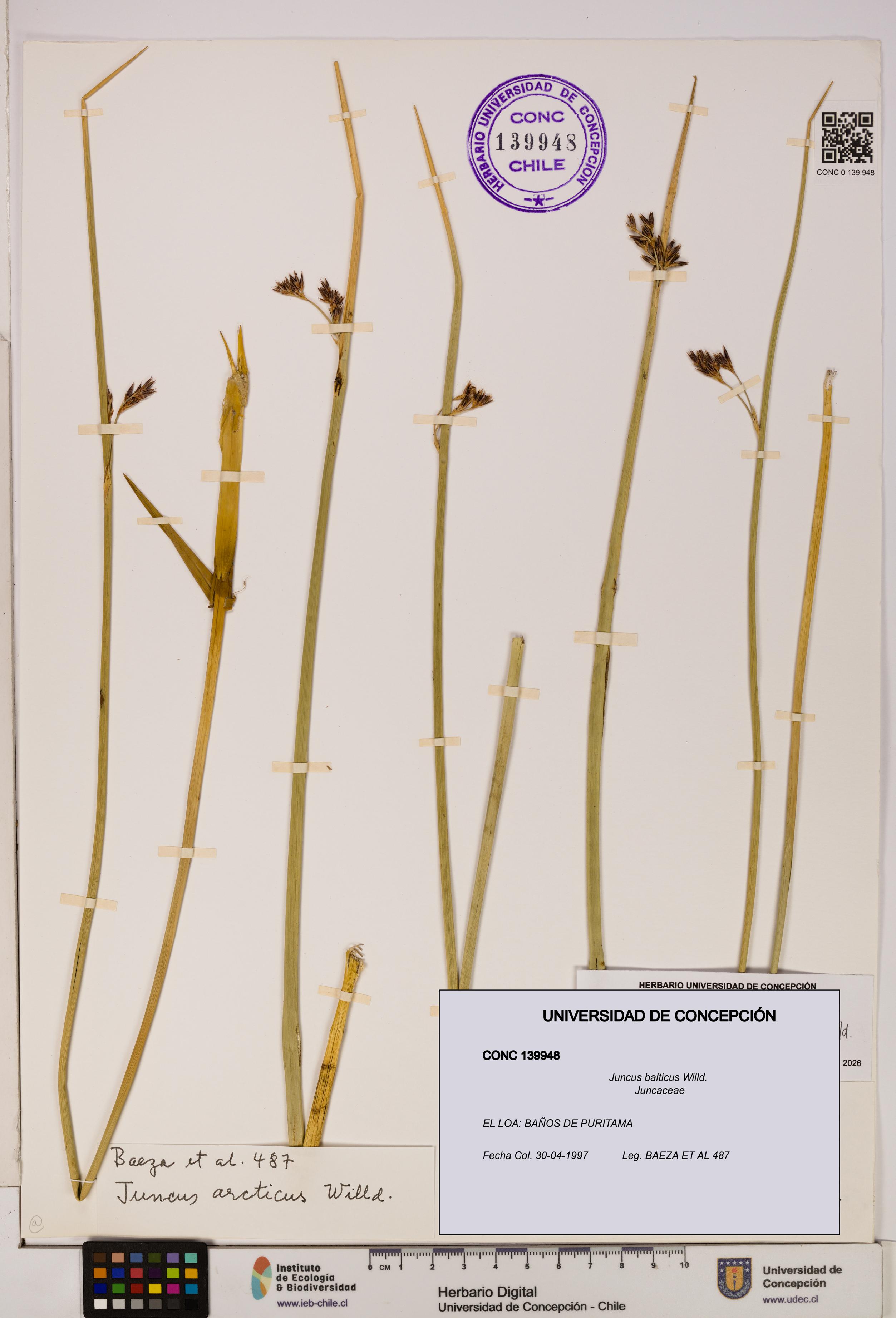 Juncus balticus [Espécimen: UDEC:CONC:0139948]