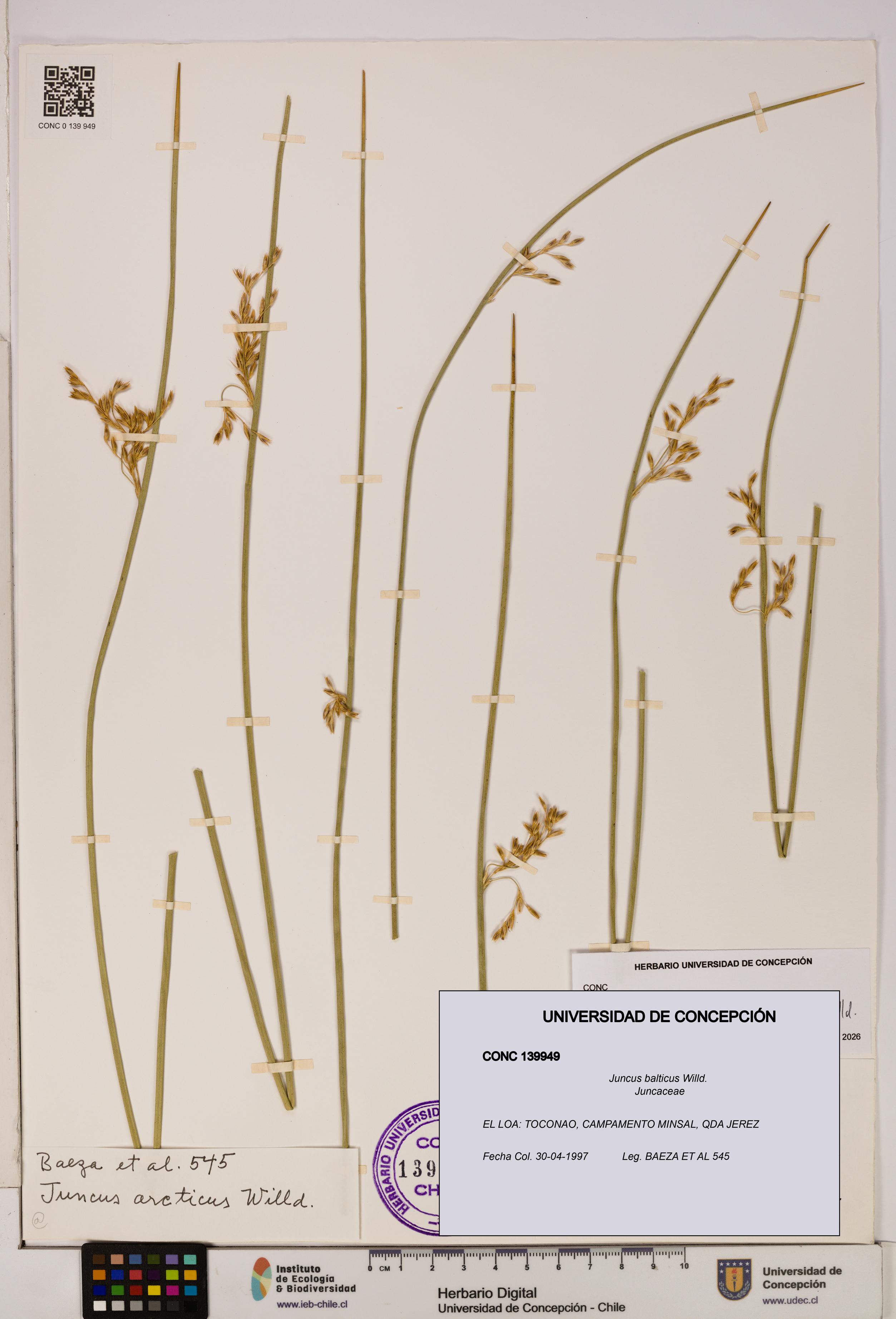 Juncus balticus [Espécimen: UDEC:CONC:0139949]