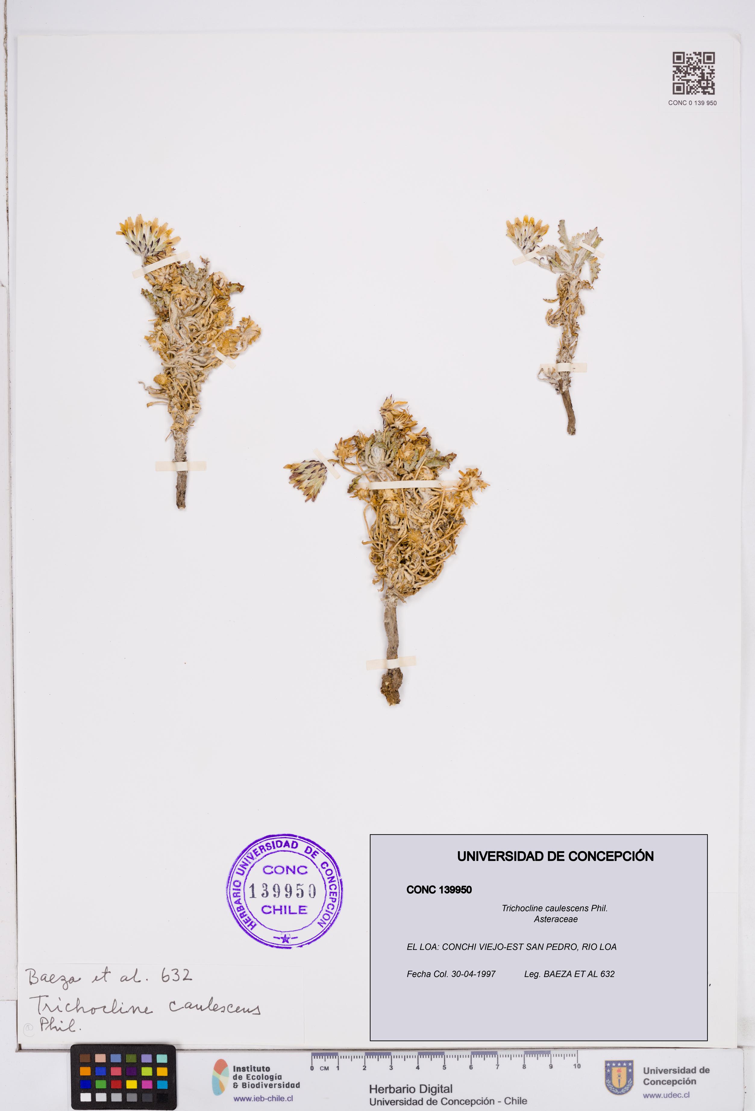 Trichocline caulescens [Espécimen: ]