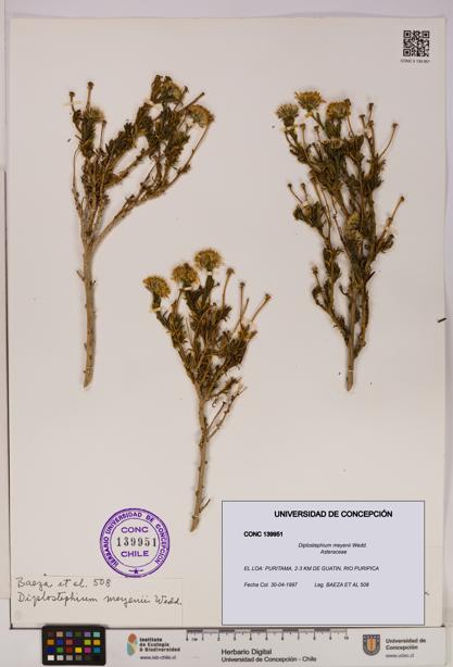 Diplostephium meyenii [Espécimen: UDEC:CONC:0139951]