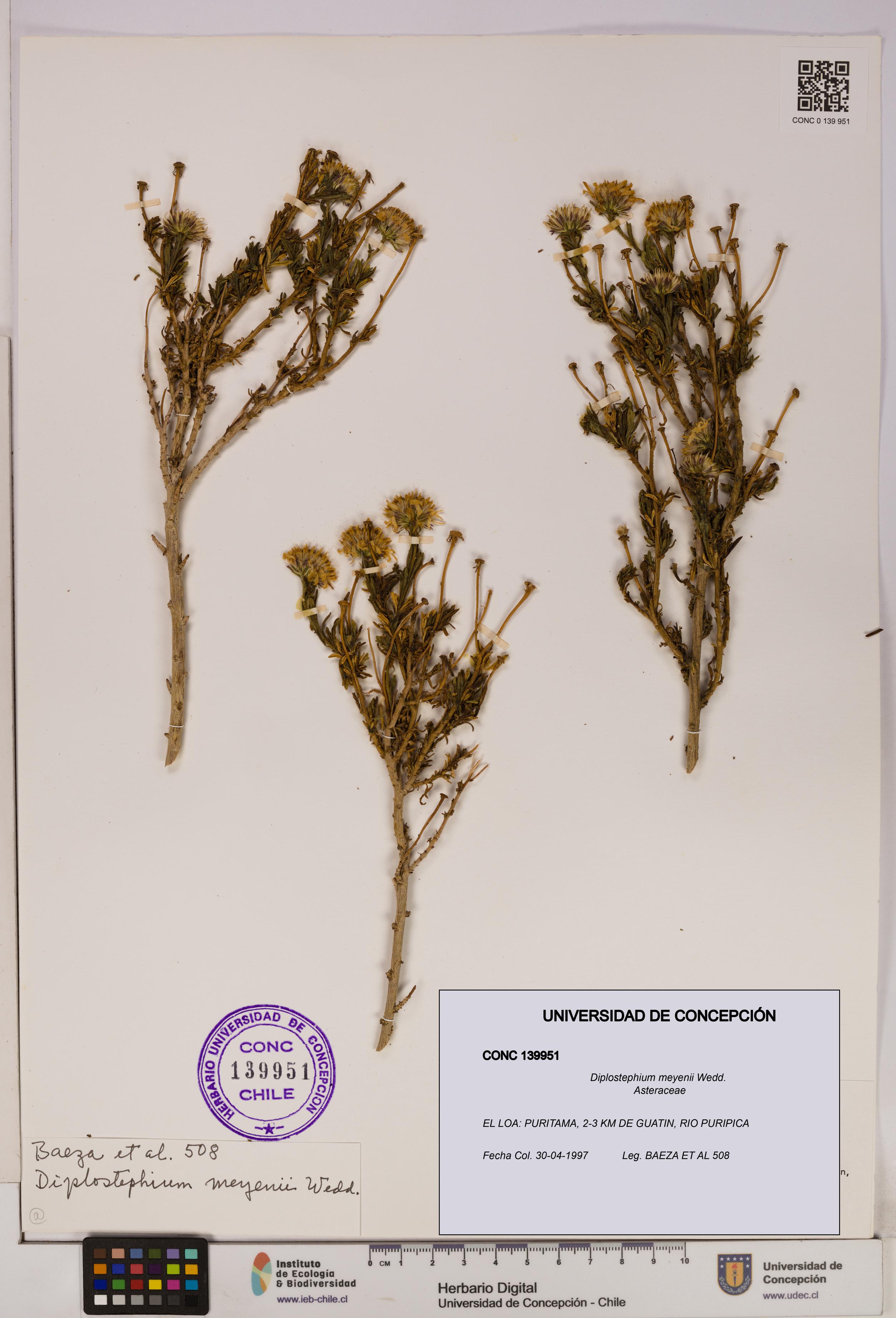 Diplostephium meyenii [Espécimen: UDEC:CONC:0139951]