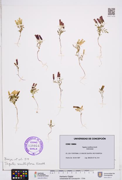 Tagetes multiflora [Espécimen: ]