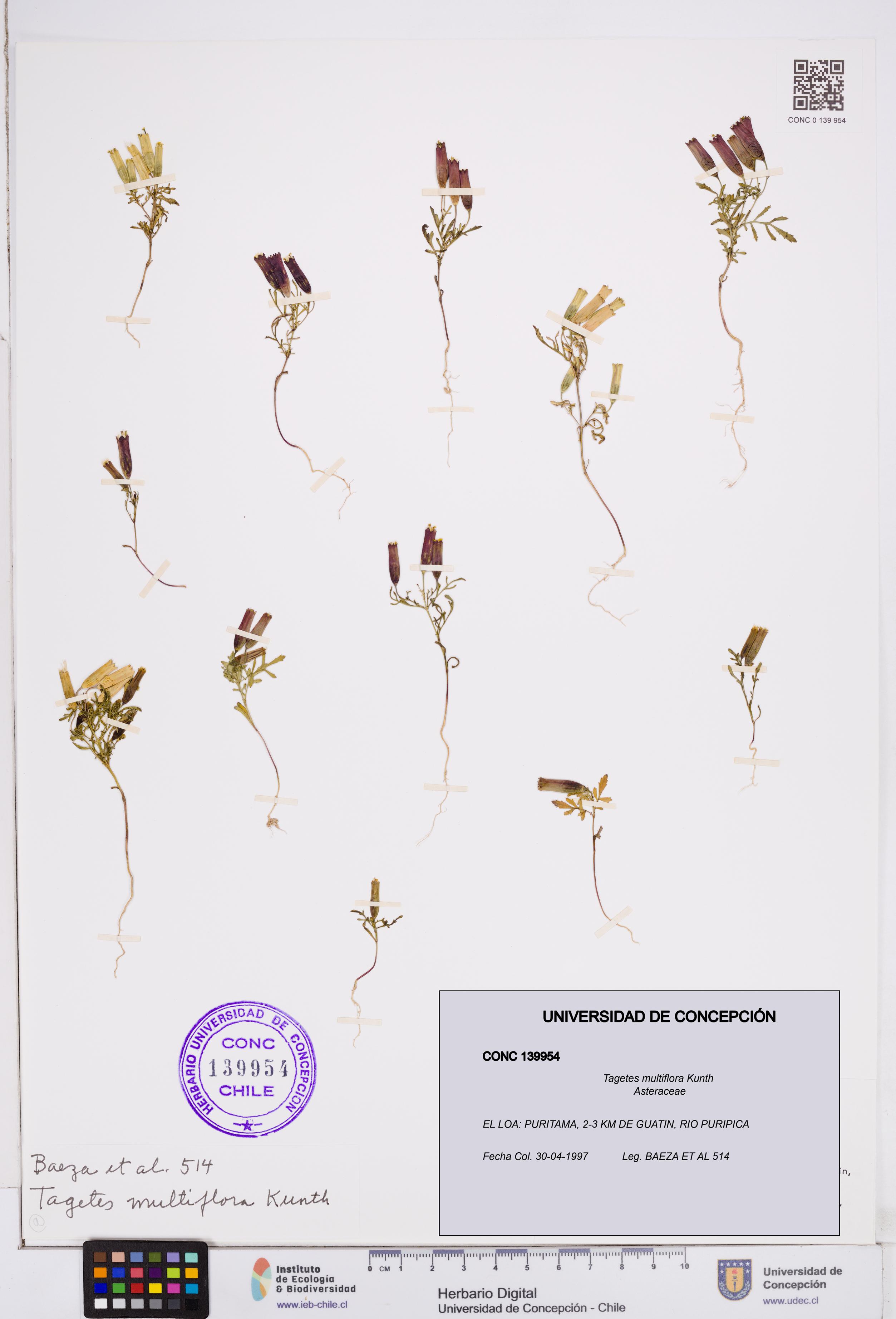 Tagetes multiflora [Espécimen: ]