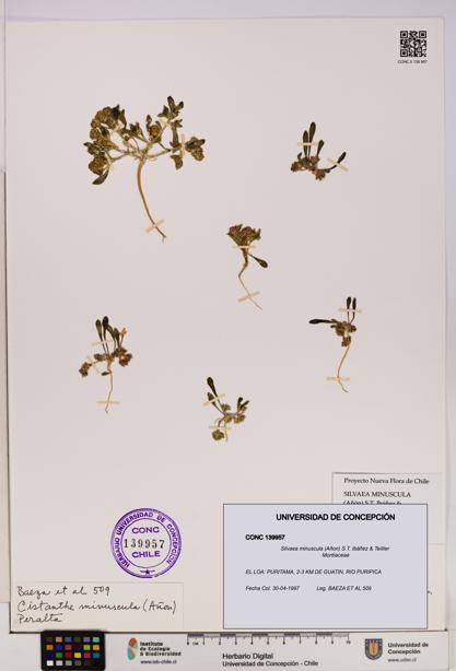 Silvaea minuscula [Espécimen: UDEC:CONC:0139957]
