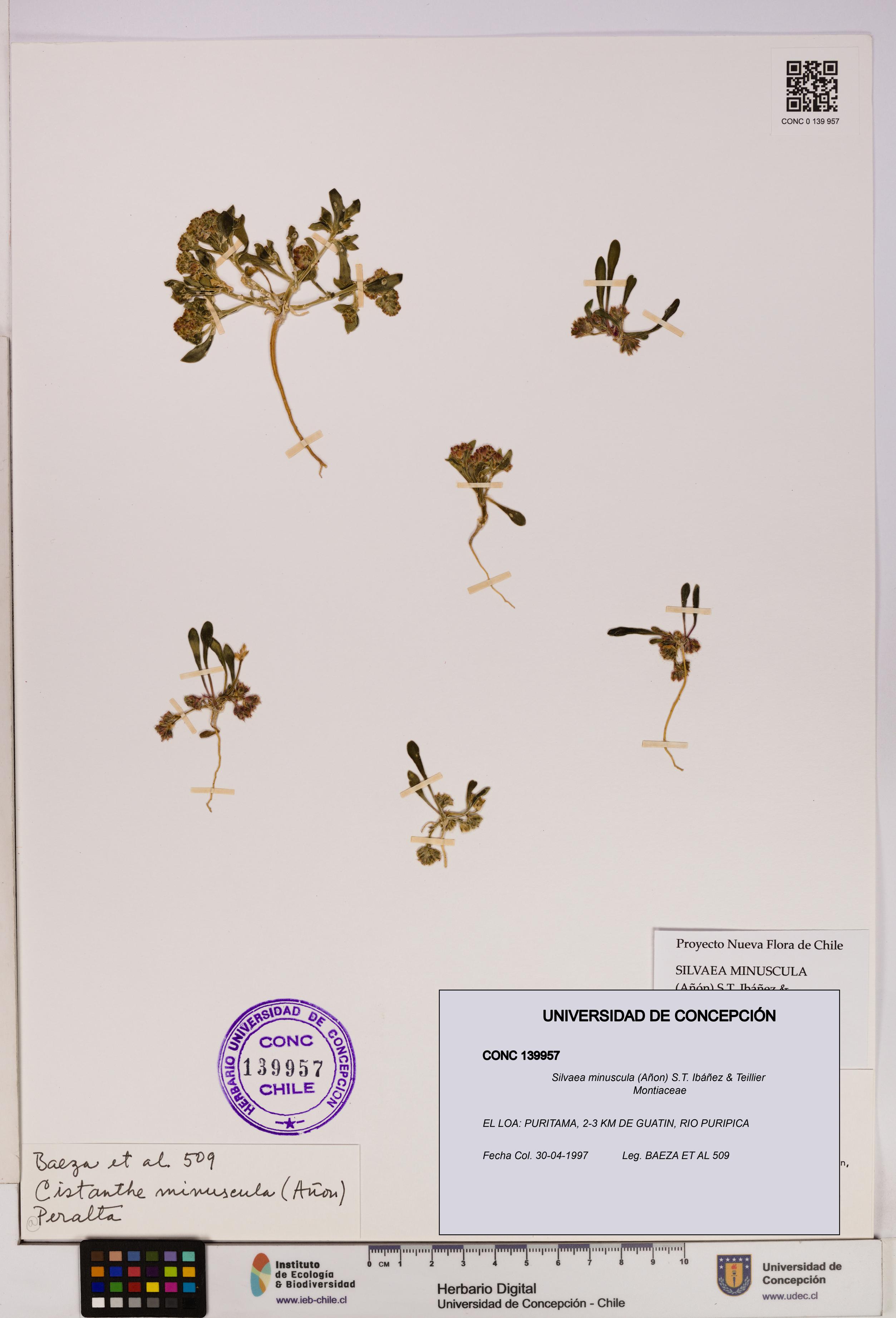 Silvaea minuscula [Espécimen: UDEC:CONC:0139957]