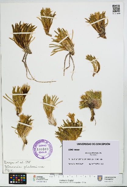 Werneria glaberrima [Espécimen: UDEC:CONC:0139969]