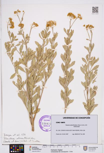 Tessaria absinthioides [Espécimen: ]