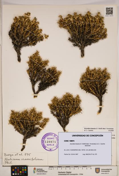 Azorella trisecta [Espécimen: ]