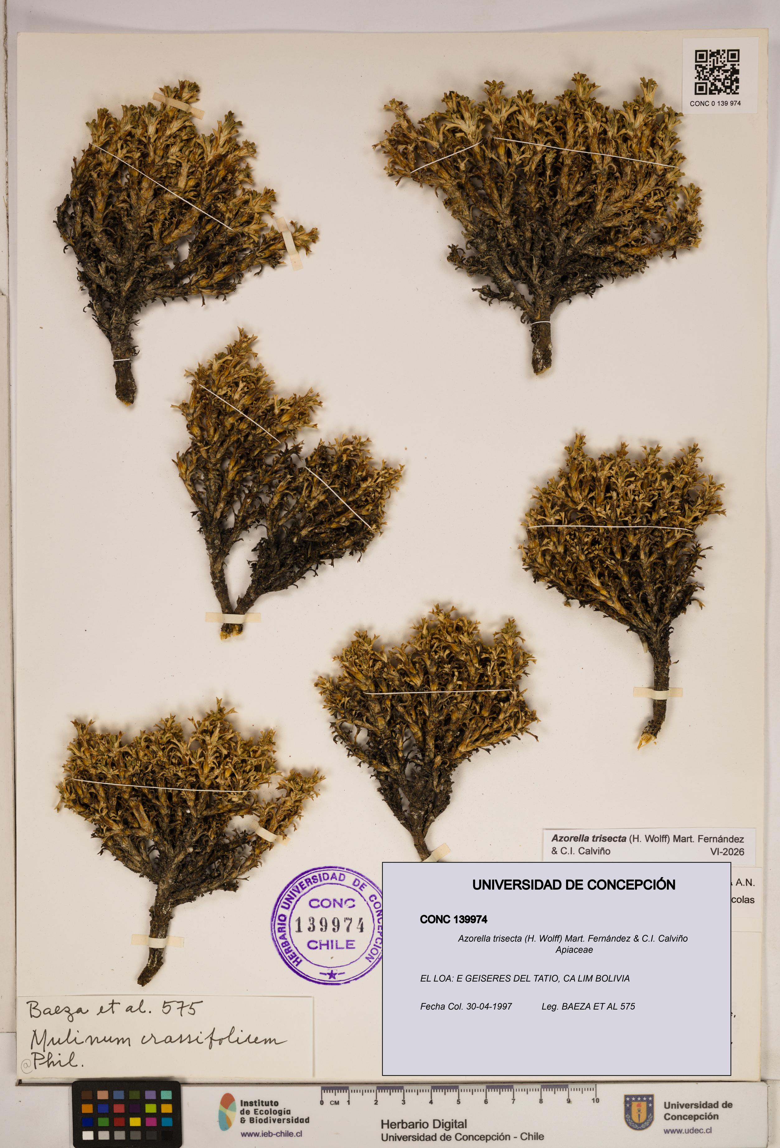 Azorella trisecta [Espécimen: ]