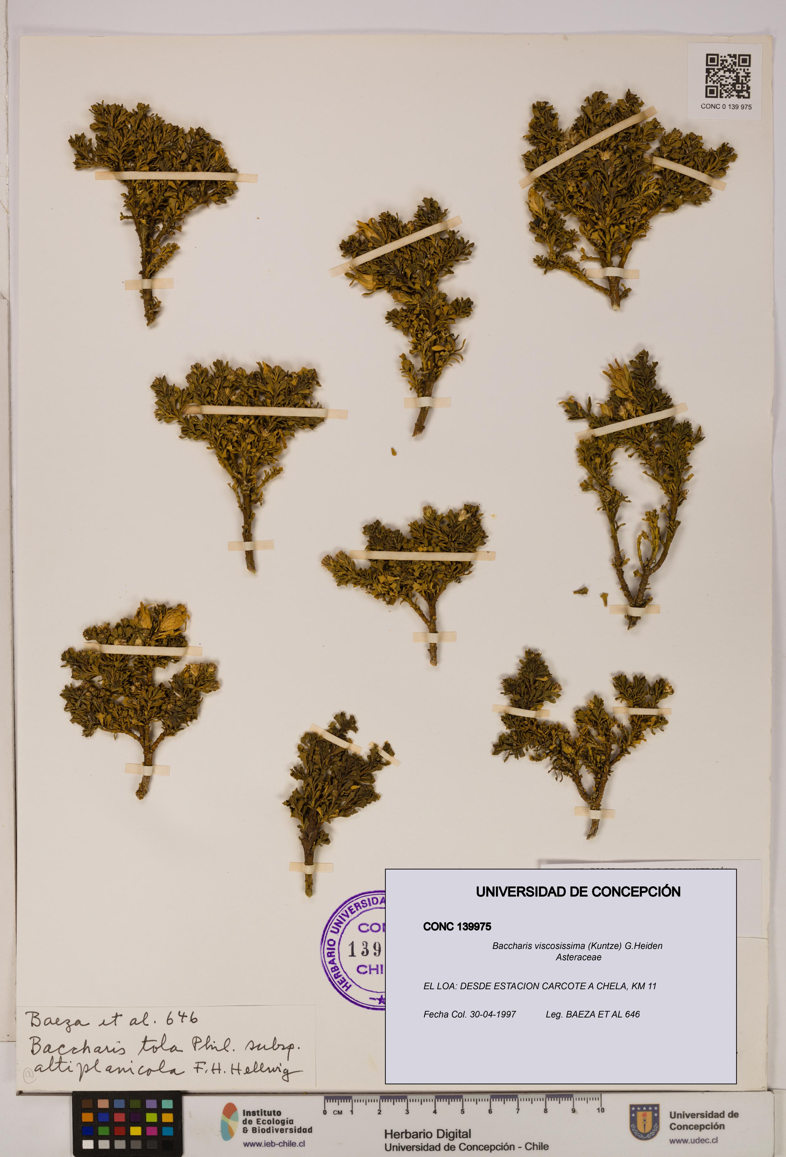 Baccharis tola [Espécimen: UDEC:CONC:0139975]