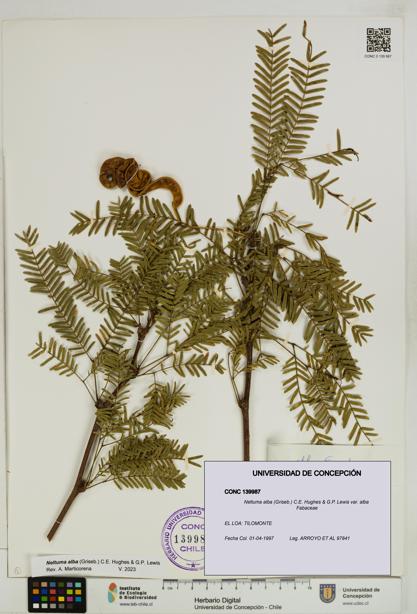 Neltuma alba var. alba [Espécimen: UDEC:CONC:0139987]
