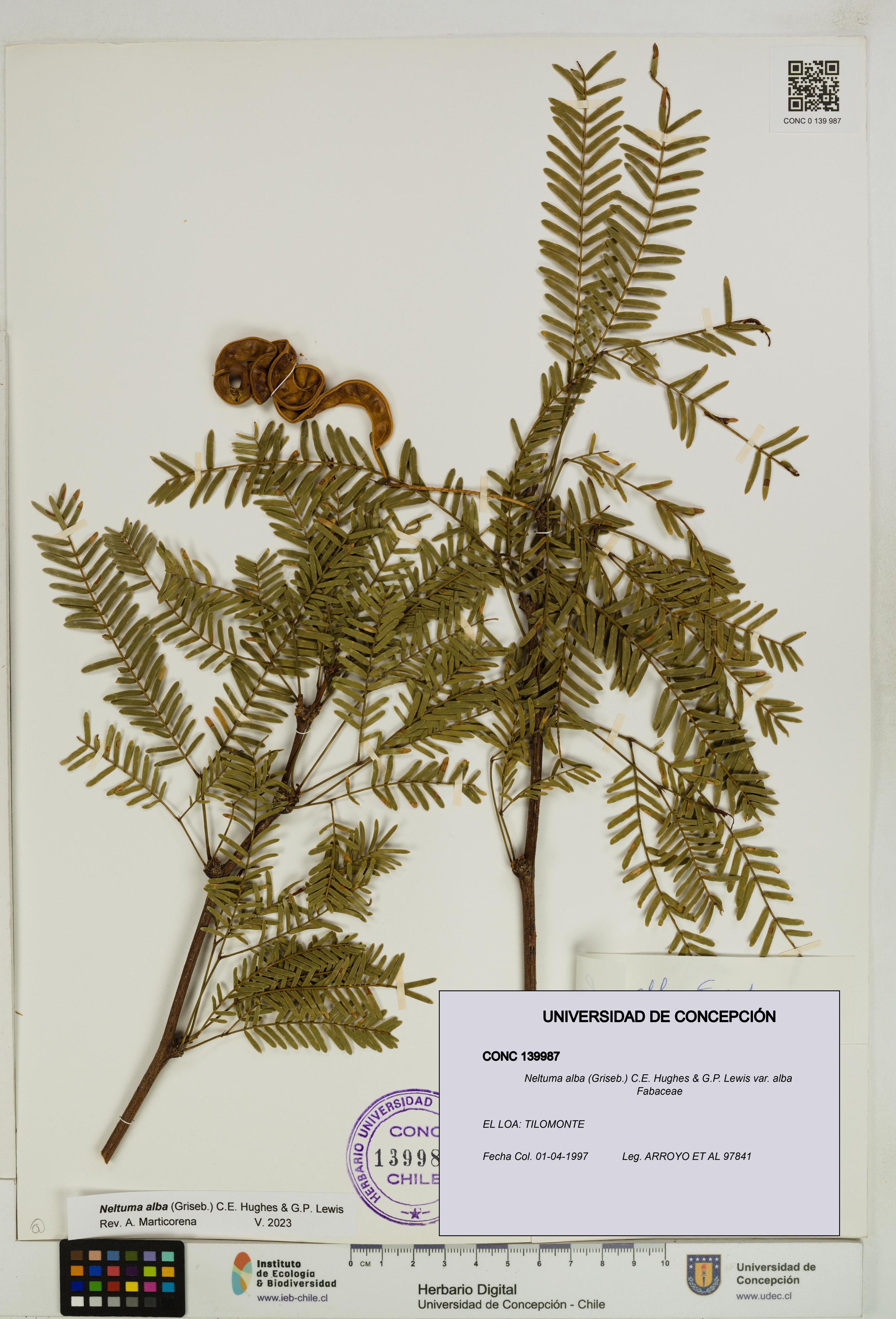 Neltuma alba var. alba [Espécimen: UDEC:CONC:0139987]