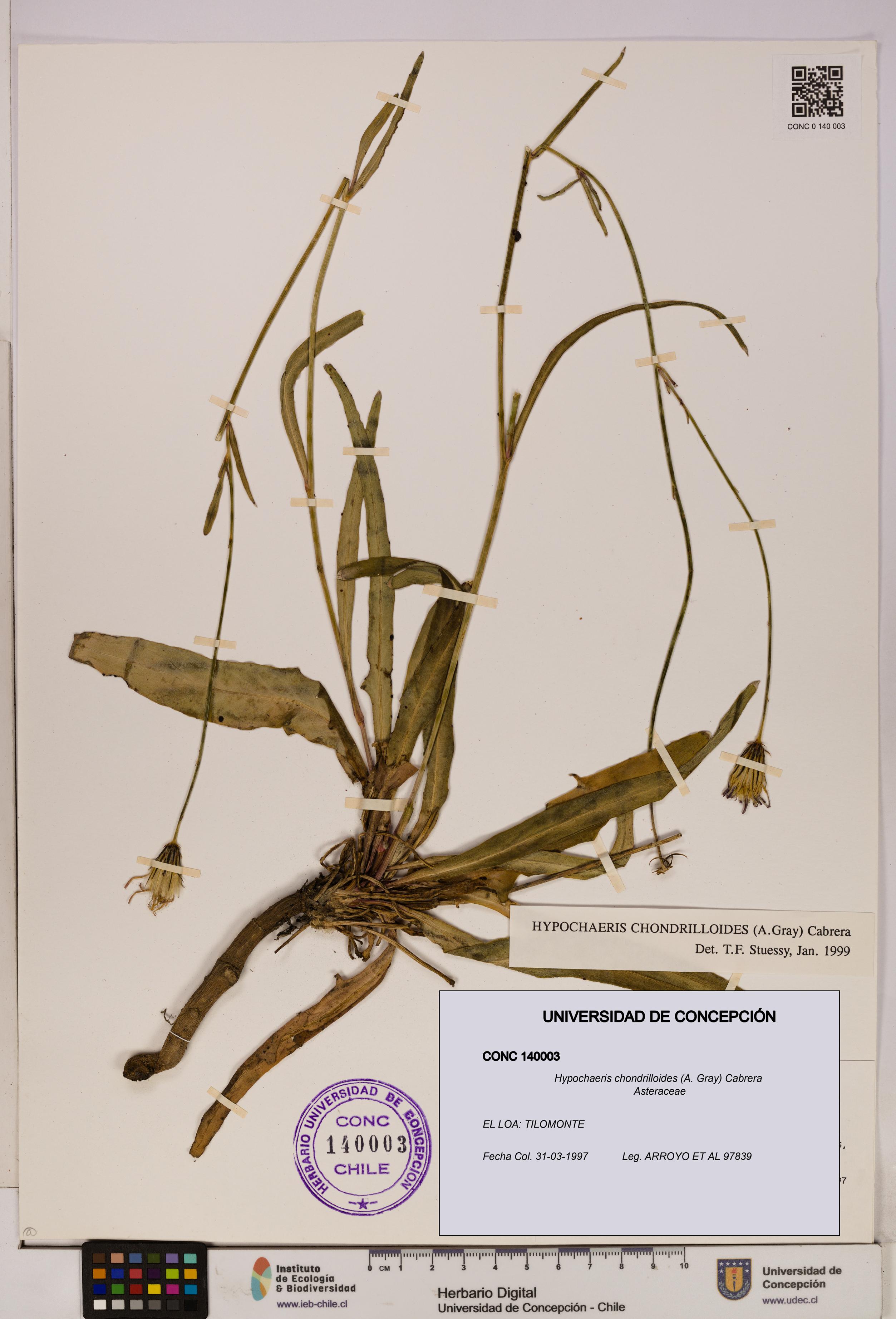 Hypochaeris chondrilloides [Espécimen: UDEC:CONC:0140003]