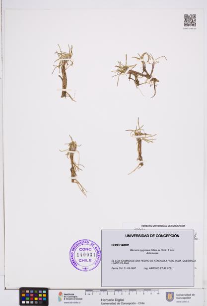 Werneria pygmaea [Espécimen: ]