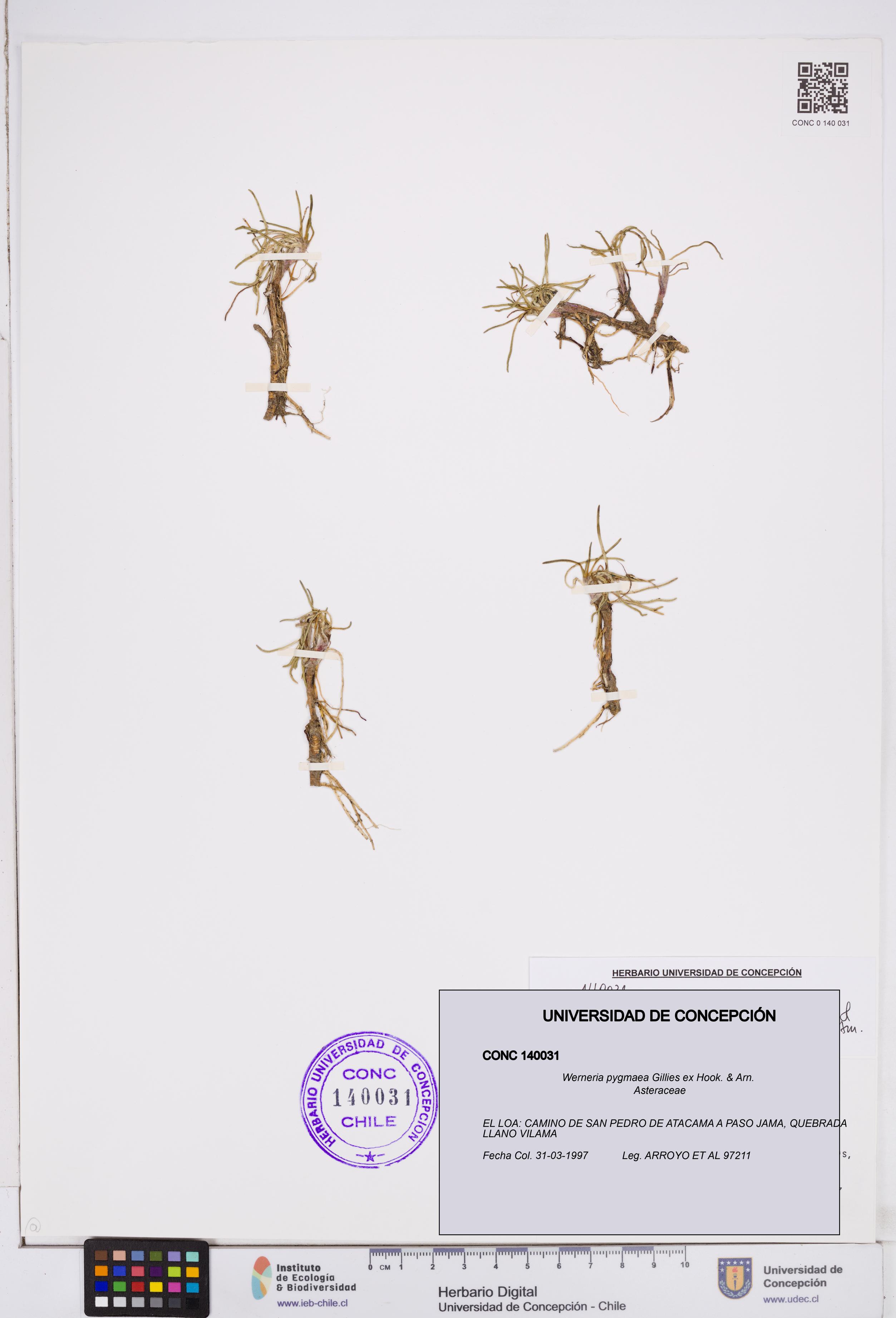 Werneria pygmaea [Espécimen: ]