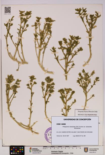 Philippiamra celosioides [Espécimen: ]
