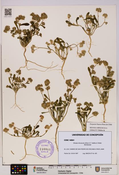 Silvaea minuscula [Espécimen: UDEC:CONC:0140041]
