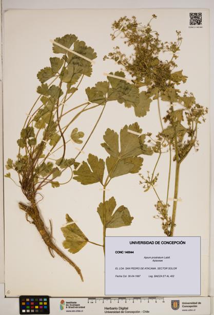 Apium prostratum [Espécimen: ]