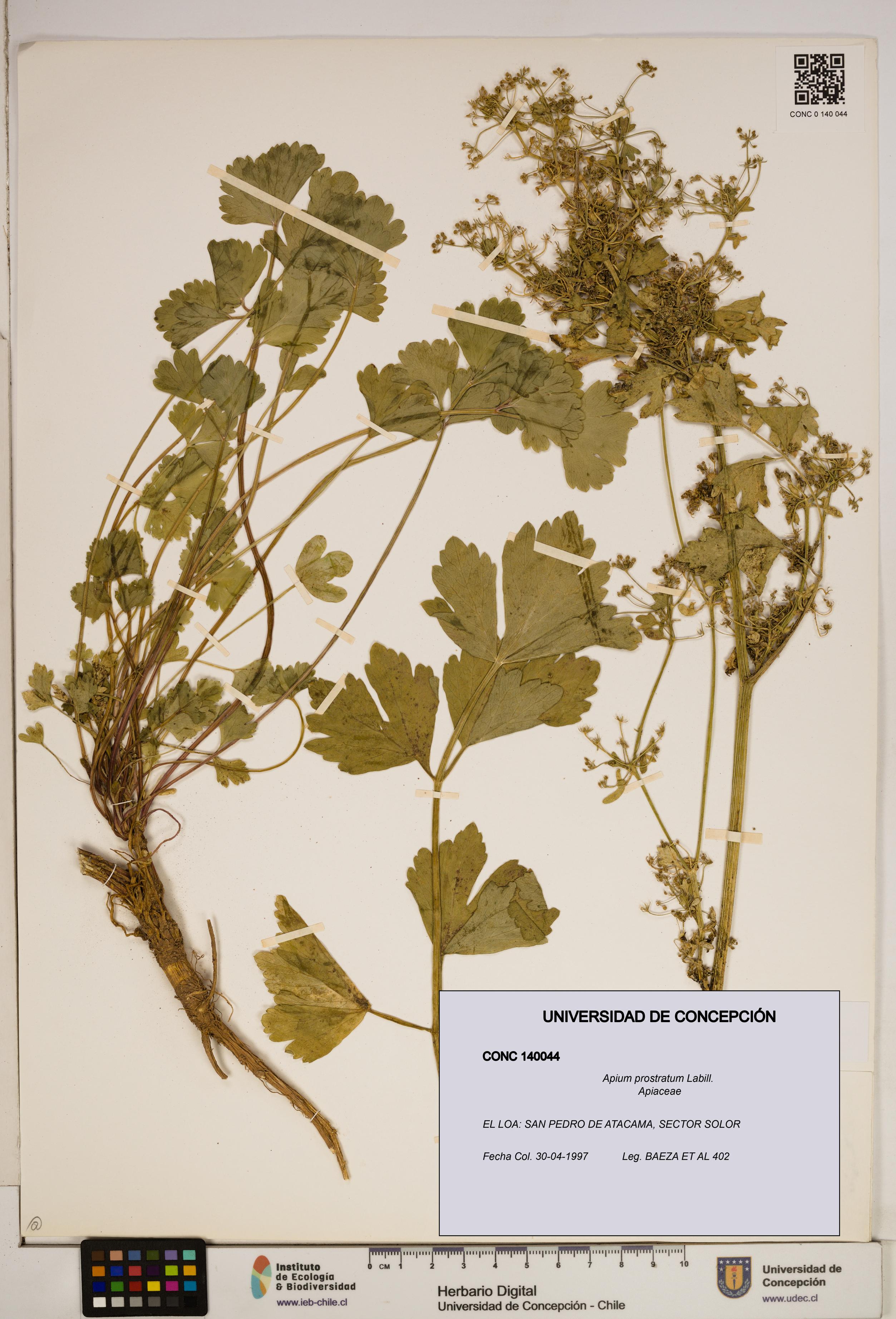 Apium prostratum [Espécimen: ]