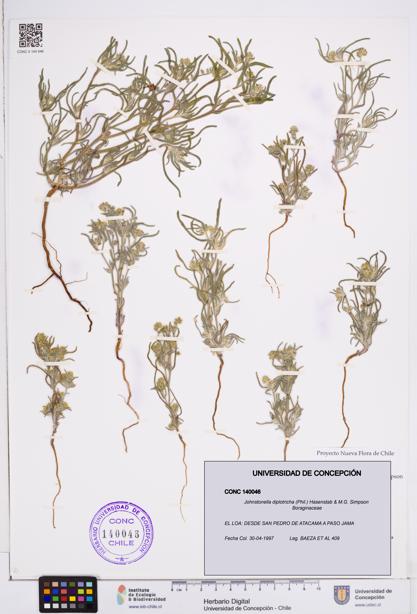 Johnstonella diplotricha [Espécimen: ]