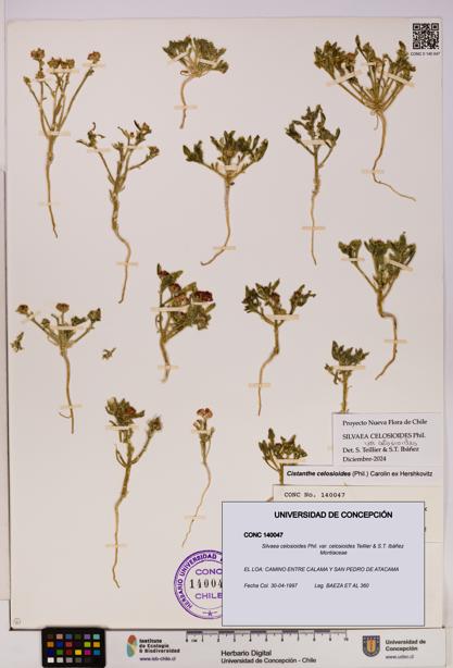 Silvaea celosioides var. celosioides [Espécimen: UDEC:CONC:0140047]