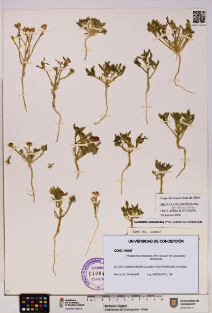 Philippiamra celosioides [Espécimen: ]