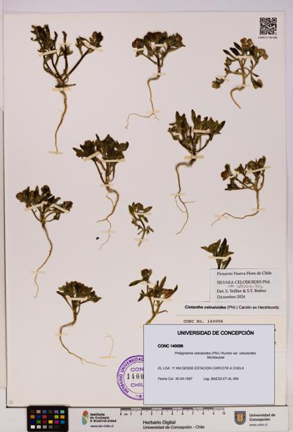 Philippiamra celosioides [Espécimen: ]