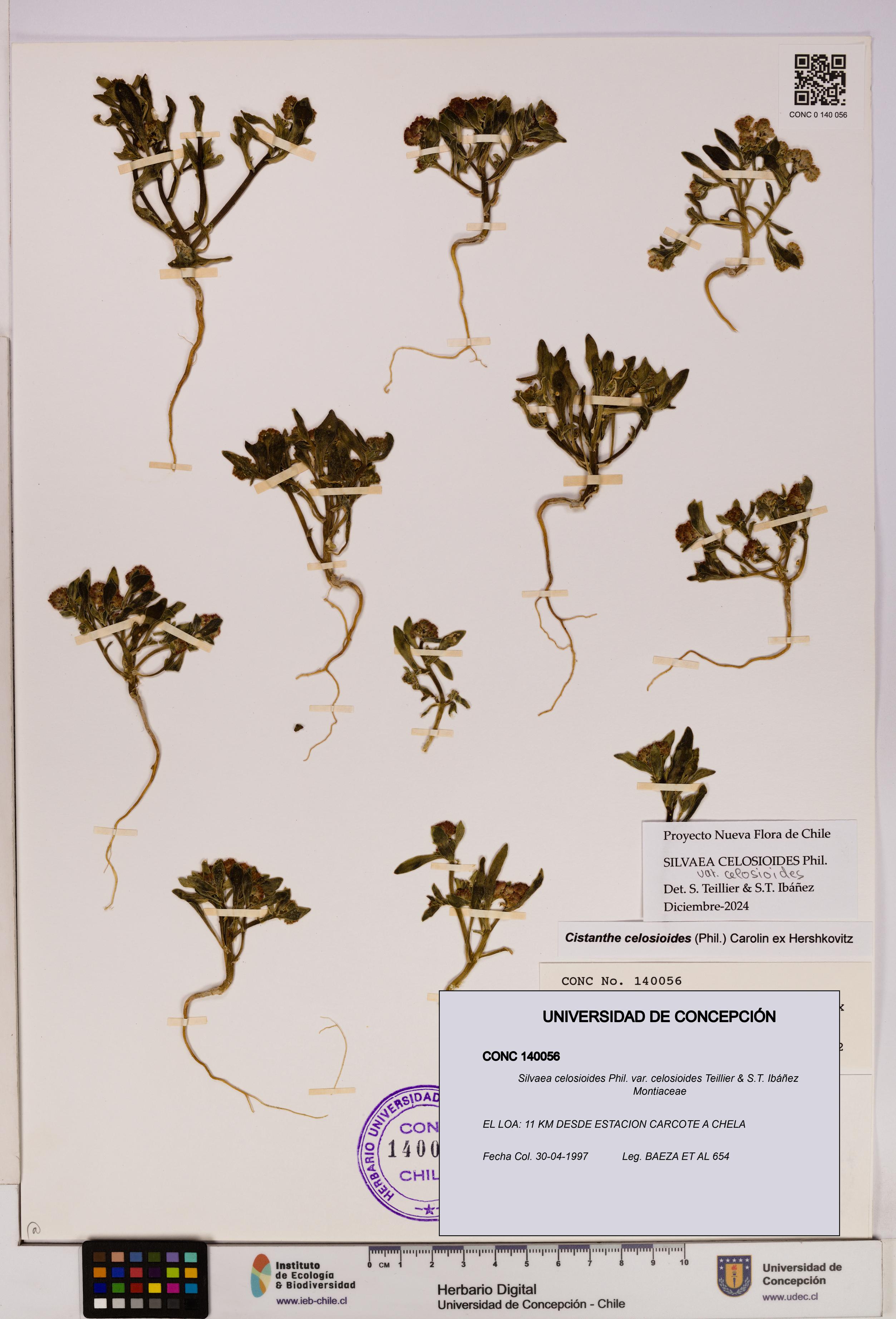 Silvaea celosioides var. celosioides [Espécimen: UDEC:CONC:0140056]