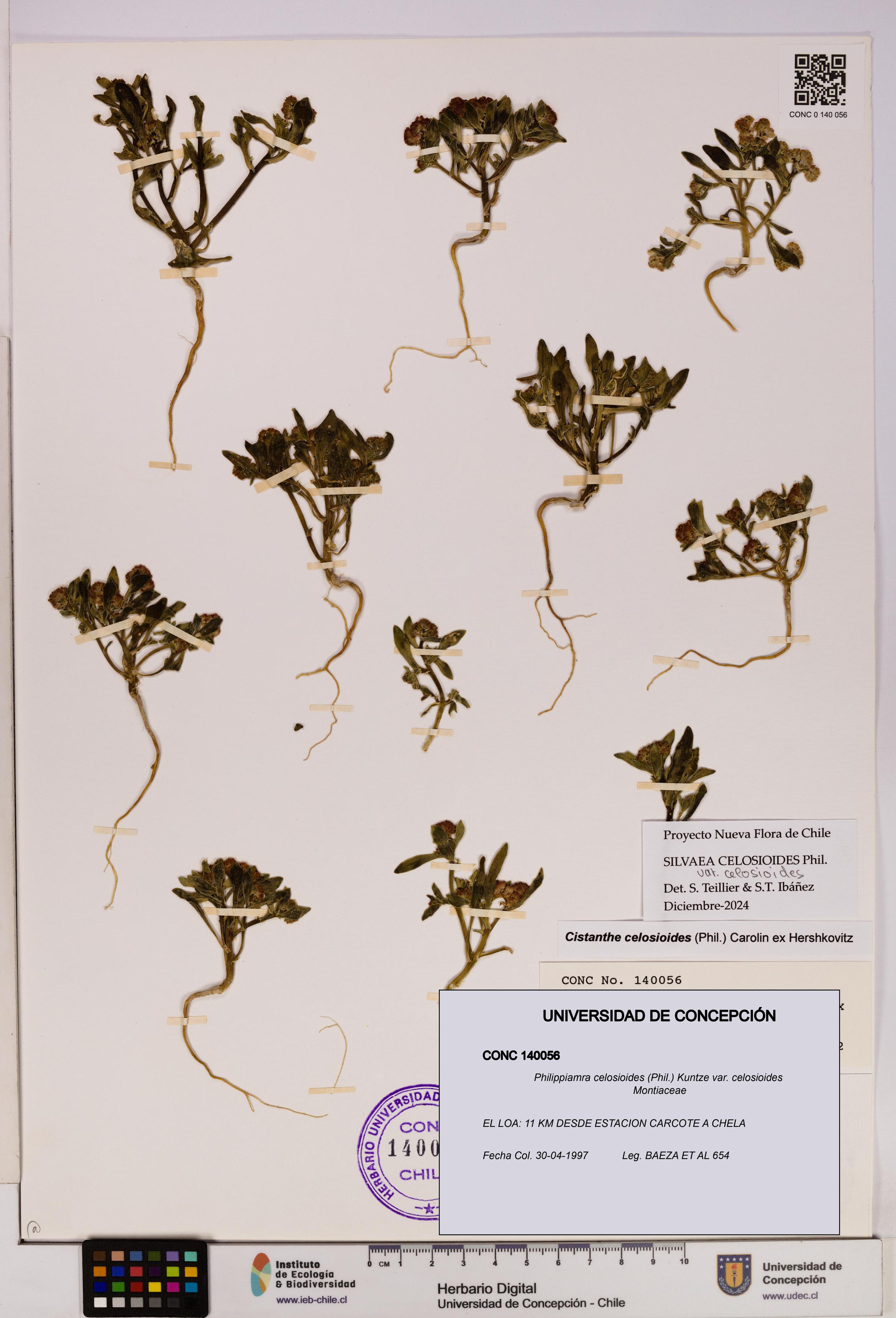 Philippiamra celosioides [Espécimen: ]