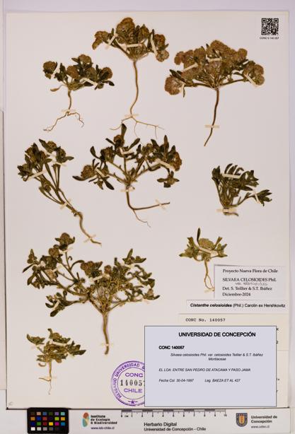 Silvaea celosioides var. celosioides [Espécimen: UDEC:CONC:0140057]