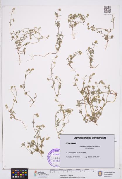 Cryptantha debilis [Espécimen: ]