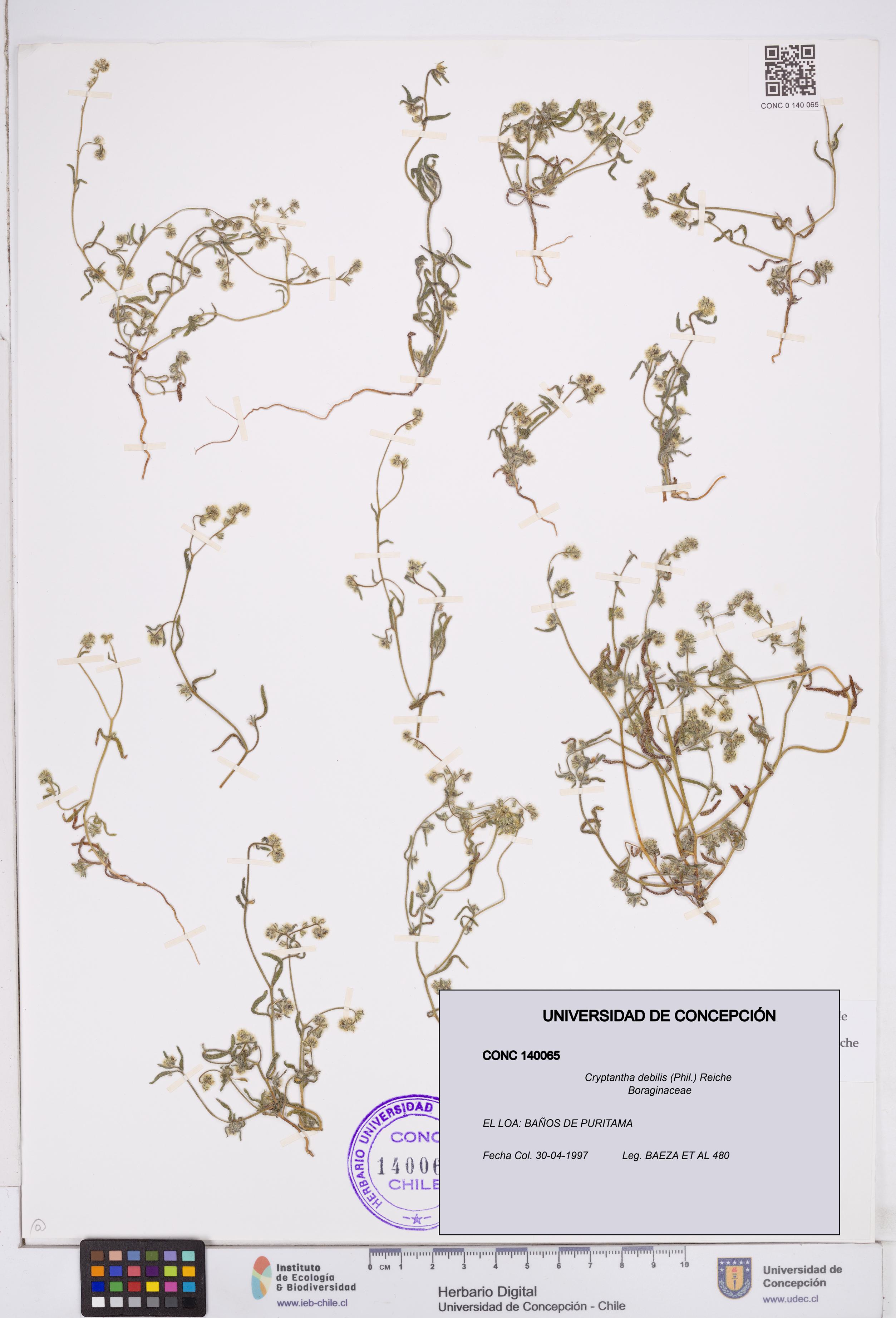 Cryptantha debilis [Espécimen: ]