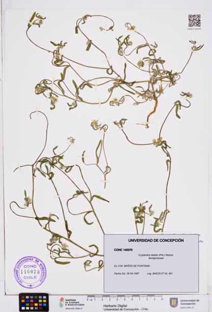Cryptantha debilis [Espécimen: ]