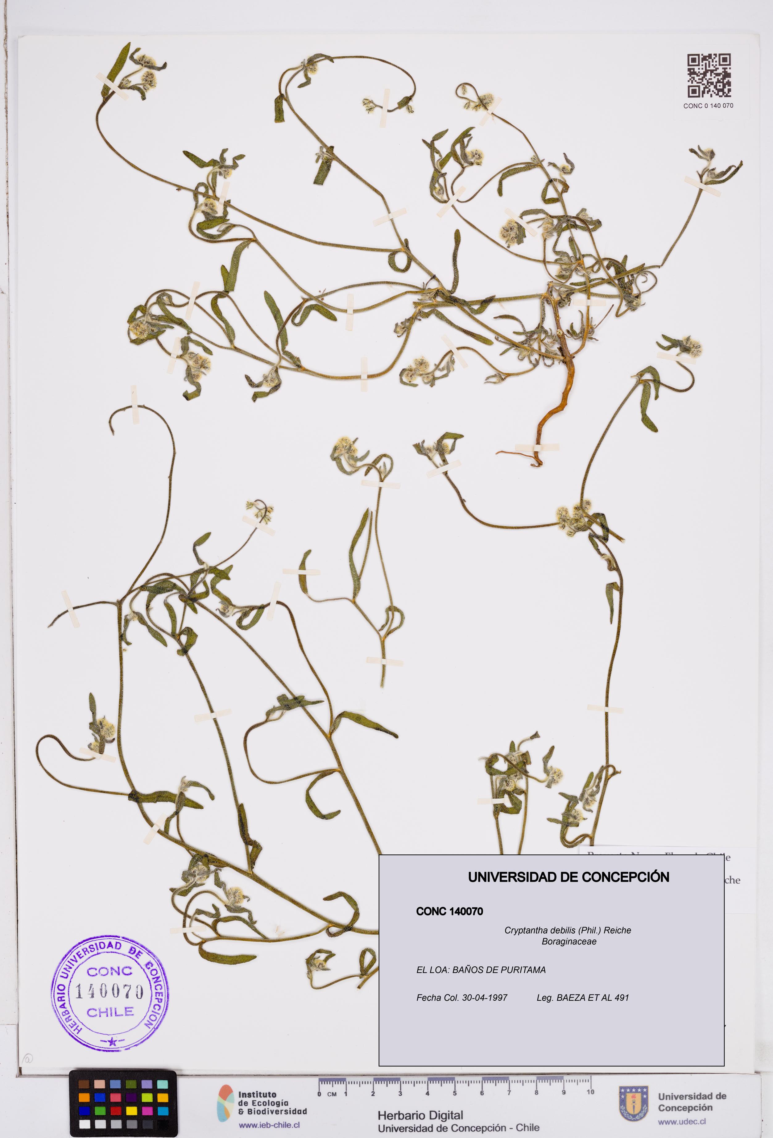 Cryptantha debilis [Espécimen: ]