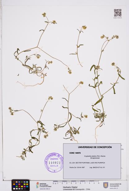 Cryptantha debilis [Espécimen: ]