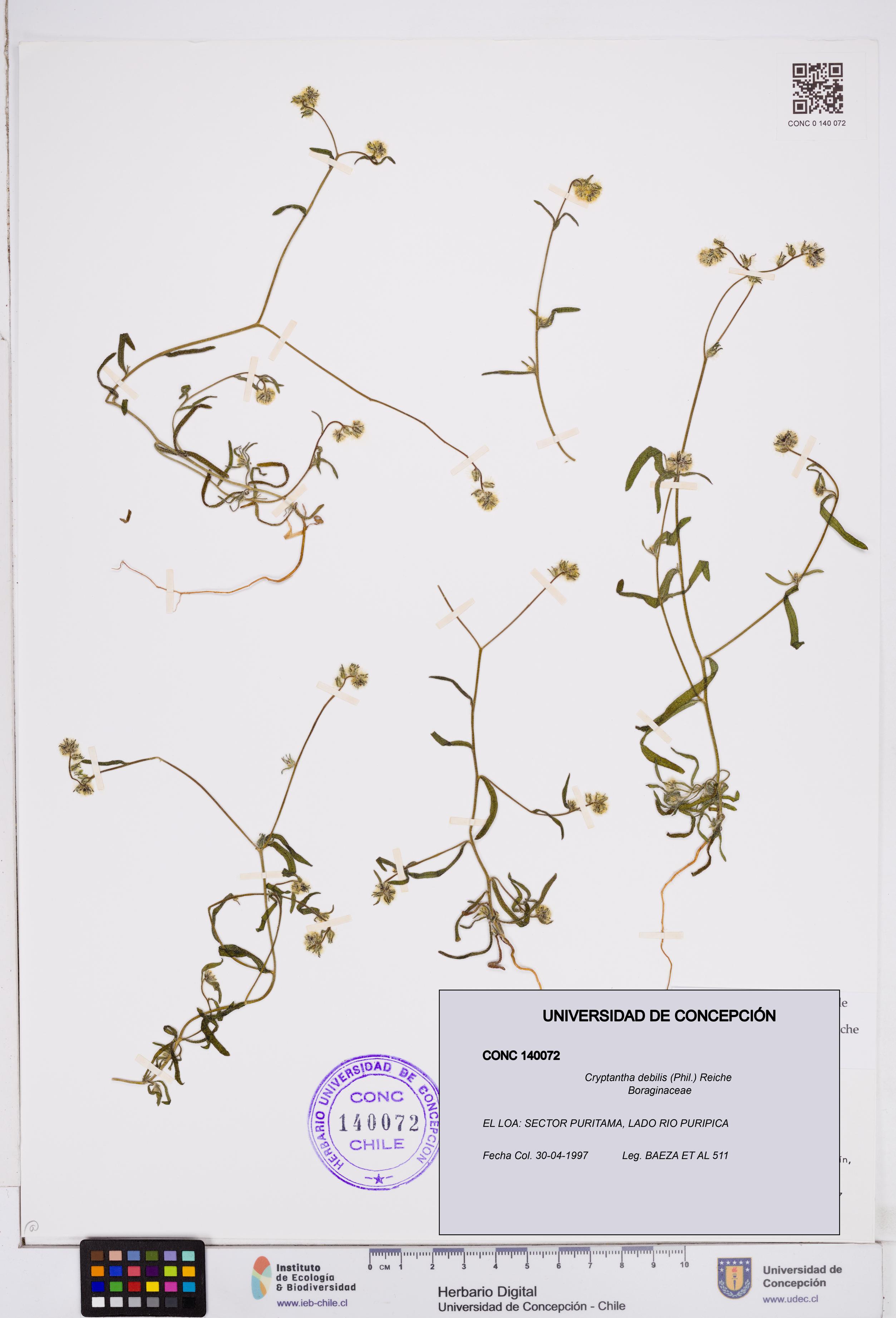Cryptantha debilis [Espécimen: ]