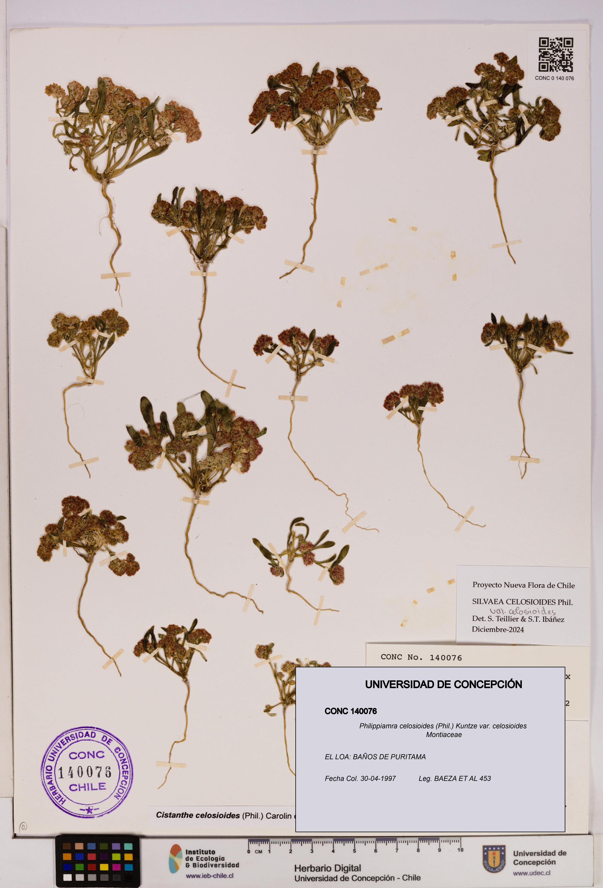 Philippiamra celosioides [Espécimen: ]