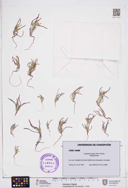 Cryptantha debilis [Espécimen: ]